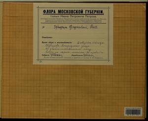Sphagnum girgensohnii Russow, Гербарий мохообразных, Мхи - Москва и Московская область (B6a) (Россия)