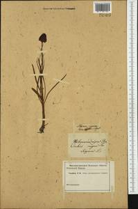 Gymnadenia nigra (L.) Rchb.f., Западная Европа (EUR) (Неизвестно)