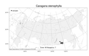Caragana stenophylla, Карагана узколистная Pojark., Атлас флоры России (FLORUS) (Россия)