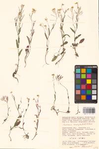 Резуховидка стрелолистная (M.Bieb.) Al-Shehbaz, O'Kane & R.A.Price, Восточная Европа, Нижневолжский район (E9) (Россия)