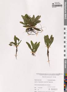 Myosotis laxa subsp. laxa, Сибирь, Чукотка и Камчатка (S7) (Россия)