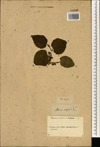 Шелковица черная L., Зарубежная Азия (ASIA) (Неизвестно)