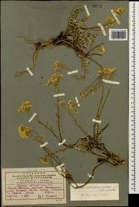 Odontarrhena tortuosa (Waldst. & Kit. ex Willd.) C.A.Mey., Кавказ, Грузия (K4) (Грузия)