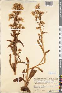 Jacobaea racemosa subsp. kirghisica (DC.) Galasso & Bartolucci, Восточная Европа, Северо-Украинский район (E11) (Украина)
