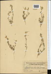Delphinium rugulosum Boiss., Средняя Азия и Казахстан, Западный Тянь-Шань и Каратау (M3) (Казахстан)
