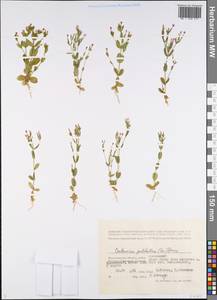 Золототысячник красивый (Sw.) Druce, Восточная Европа, Нижневолжский район (E9) (Россия)