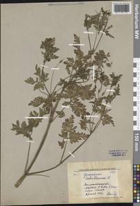 Герань Роберта L., Средняя Азия и Казахстан, Западный Тянь-Шань и Каратау (M3) (Узбекистан)