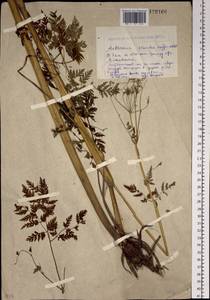 Anthriscus sylvestris subsp. sylvestris, Сибирь, Западный (Казахстанский) Алтай (S2a) (Казахстан)