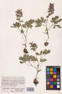 Хохлатка плотная (L.) Clairv., Восточная Европа, Восточный район (E10) (Россия)