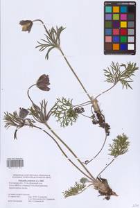 Прострел луговой (L.) Mill., Восточная Европа, Ростовская область (E12a) (Россия)