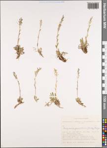 Толстожильник крупноцветковый (C.A. Mey.) Bunge, Сибирь, Алтай и Саяны (S2) (Россия)