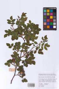 Шиповник почти-собачий (Christ) Dalla Torre & Sarnth., Восточная Европа, Московская область и Москва (E4a) (Россия)