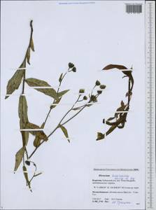 Hieracium kusnetzkiense Schischk. & Serg., Сибирь, Прибайкалье и Забайкалье (S4) (Россия)