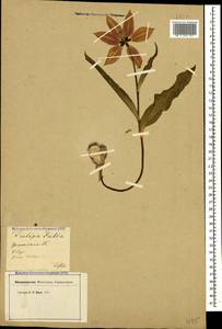 Тюльпан Юлия K.Koch, Кавказ, Грузия (K4) (Грузия)