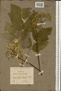 Дудник лекарственный, Дягиль лекарственный L., Восточная Европа, Московская область и Москва (E4a) (Россия)