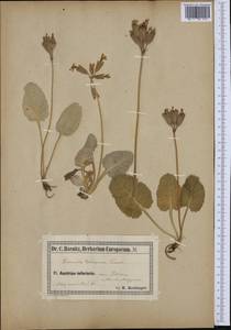 Primula veris subsp. columnae (Ten.) Maire & Petitm., Западная Европа (EUR) (Италия)
