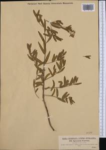 Poacynum venetum (L.) Mavrodiev, Laktionov & Yu. E. Alexeev, Западная Европа (EUR) (Италия)