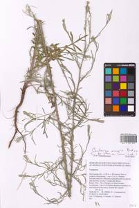 Василек песчаный M. Bieb. ex Willd., Восточная Европа, Ростовская область (E12a) (Россия)