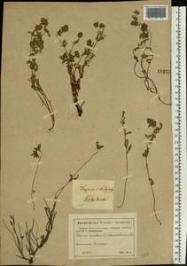 Thymus pannonicus All., Восточная Европа, Московская область и Москва (E4a) (Россия)