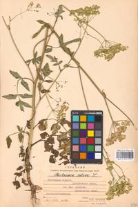 Пастернак посевной L., Восточная Европа, Московская область и Москва (E4a) (Россия)