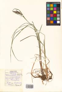 Carex aquatilis var. aquatilis, Сибирь, Дальний Восток (S6) (Россия)