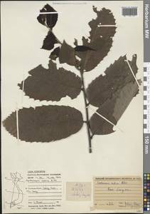 Castanopsis indica (Roxb. ex Lindl.) A.DC., Зарубежная Азия (ASIA) (Вьетнам)