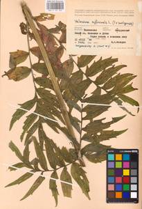 Valeriana wolgensis × officinalis, Восточная Европа, Центральный лесостепной район (E6) (Россия)