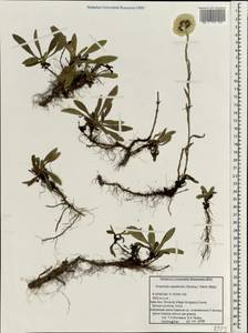 Anaphalis nepalensis (Spreng.) Hand.-Mazz., Зарубежная Азия (ASIA) (КНР)