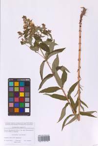 Вербейник обыкновенный L., Восточная Европа, Московская область и Москва (E4a) (Россия)