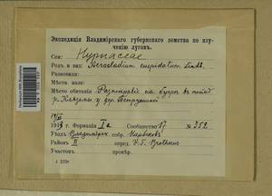 Calliergonella cuspidata (Hedw.) Loeske, Гербарий мохообразных, Мхи - Центральное Нечерноземье (B6) (Россия)