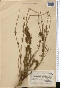 Incarvillea semiretschenskia (B. Fedtsch.) Grierson, Средняя Азия и Казахстан, Северный и Центральный Тянь-Шань (M4) (Казахстан)