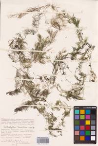 Ceratophyllum muricatum subsp. muricatum, Средняя Азия и Казахстан, Прикаспийский Устюрт и Северное Приаралье (M8) (Казахстан)