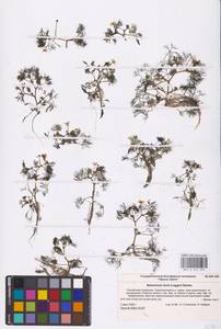 Лютик Риона, Шелковник Риона Lagger, Восточная Европа, Нижневолжский район (E9) (Россия)