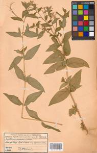Epilobium smyrneum × roseum, Восточная Европа, Московская область и Москва (E4a) (Россия)