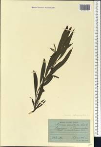 Акация чернодревесная R.Br., Кавказ, Грузия (K4) (Грузия)