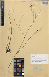 Glossocardia bidens (Retz.) Veldk., Зарубежная Азия (ASIA) (Филиппины)