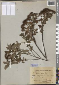 Спирея шелковистая (Turcz.) Regel ex Maxim., Сибирь, Дальний Восток (S6) (Россия)