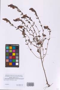 Зубчатка обыкновенная Moench, Восточная Европа, Московская область и Москва (E4a) (Россия)