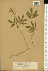 Сердечник пятилистный (M.Bieb.) Schmalh., Восточная Европа, Волжско-Камский район (E7) (Россия)