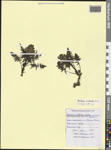 Мытник сжатый M.Bieb., Кавказ, Черноморское побережье (от Новороссийска до Адлера) (K3) (Россия)