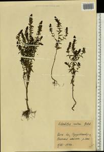 Зубчатка обыкновенная Moench, Восточная Европа, Московская область и Москва (E4a) (Россия)