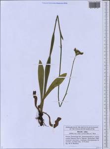 Pilosella cymosiformis (Froel.) Gottschl., Восточная Европа, Средневолжский район (E8) (Россия)