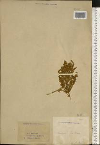 Терескен хохолковый (L.) Gueldenst., Восточная Европа, Восточный район (E10) (Россия)