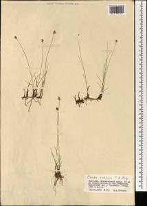 Осока безжилковая C.A.Mey., Монголия (MONG) (Монголия)