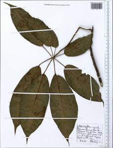 Astropanax myrianthus (Baker) Lowry, G.M.Plunkett, Gostel & Frodin, Африка (AFR) (Эфиопия)