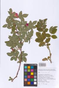 Шиповник майский Herrm., Восточная Европа, Ростовская область (E12a) (Россия)