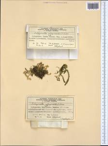 Selaginoides spinulosa (A. Braun ex Döll) Li Bing Zhang & X. M. Zhou, Западная Европа (EUR) (Норвегия)