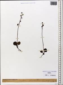 Грушанка зеленоцветковая Sw., Кавказ, Грузия (K4) (Грузия)