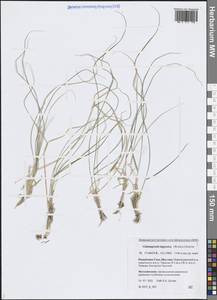 Вейник лапландский (Wahlenb.) Hartm., Сибирь, Якутия (S5) (Россия)
