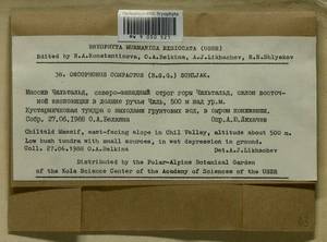Brideliella wahlenbergii (Brid.) Fedosov, M. Stech & Ignatov, Гербарий мохообразных, Мхи - Карелия, Ленинградская и Мурманская области (B4) (Россия)
